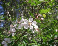 malus angustifolia close.jpg
